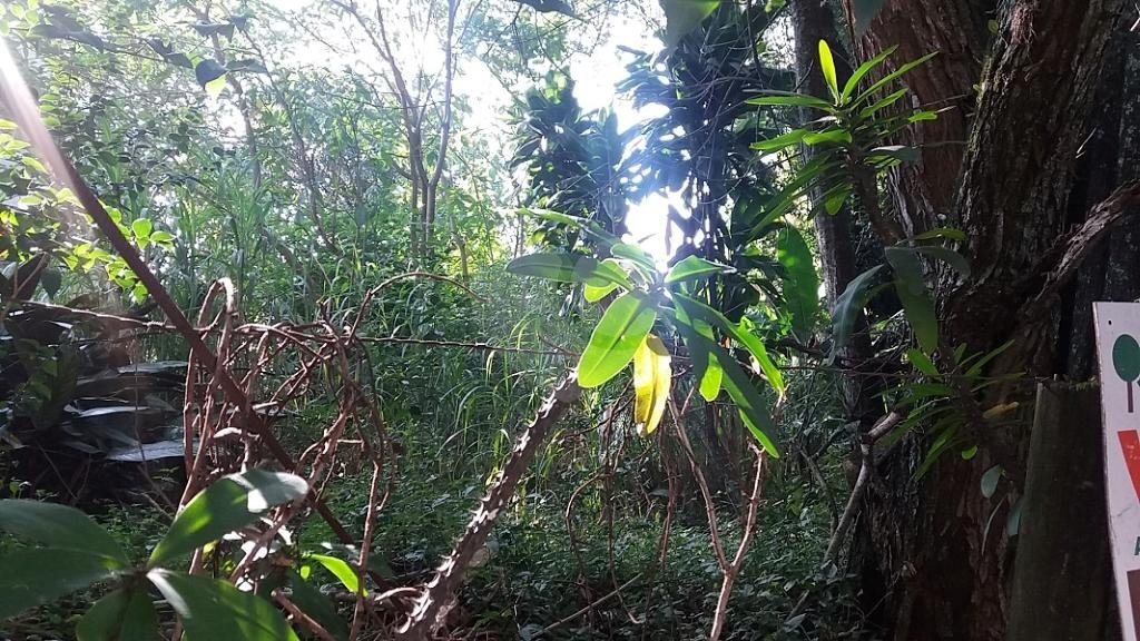 Terreno à venda em Tremembé, São Paulo, SP