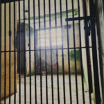 Sobrado à venda com 6 quartos em Água Fria, São Paulo, SP