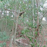 Terreno à venda em Chácaras Alpina, Valinhos, SP