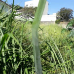 Terreno à venda em Jardim São Bento, São Paulo, SP