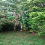 Casa à venda com 2 quartos em Jardim Peri Peri, São Paulo, SP