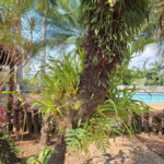 Rancho com 12 dormitórios à venda, 63000 m² por R$ 7.500.000,00 - Condomínio Haras Paineiras - Salto/SP