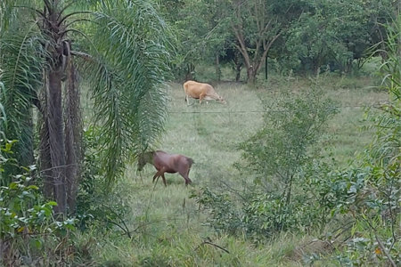 Área de Terra à venda em Éden, Sorocaba, SP
