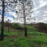 Área de Terra à venda com 1 suíte em Cocais, Itatiba, SP