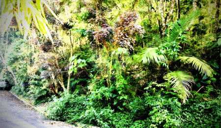 Terreno à venda em Serra da Cantareira, Mairiporã, SP