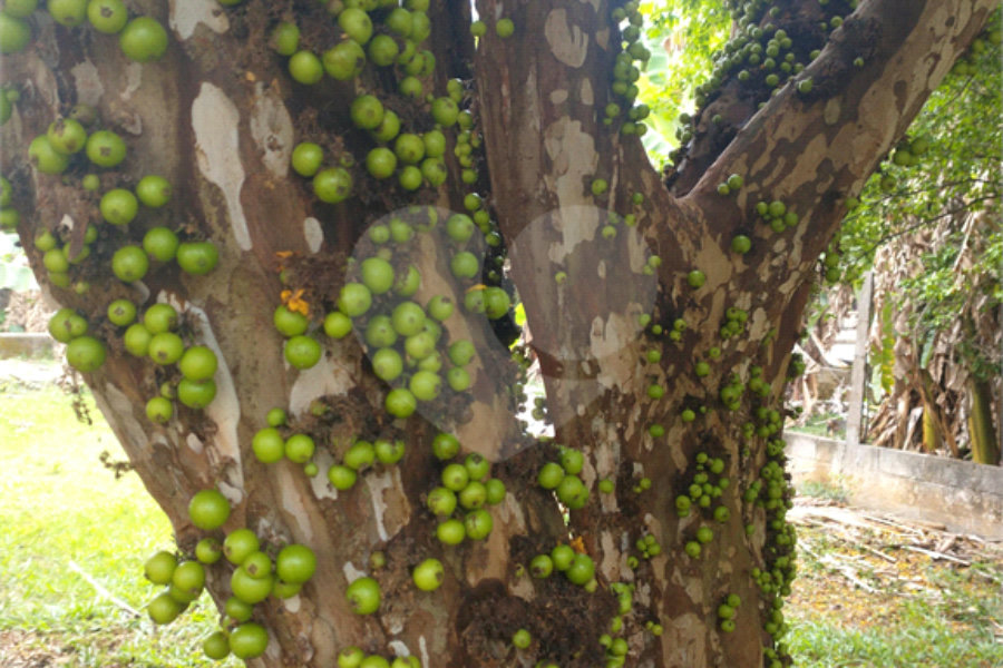 Terreno à venda em Jardim Bela Vista, Guarulhos, SP