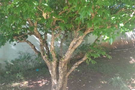 Apartamento à venda com 2 quartos em Jardim Esmeralda, São Paulo, SP