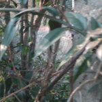 Terreno à venda em Jardim São João (zona Norte), São Paulo, SP