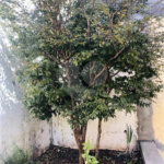 Sobrado à venda com 3 quartos, sendo 1 suíte, em Jardim Peri, São Paulo, SP