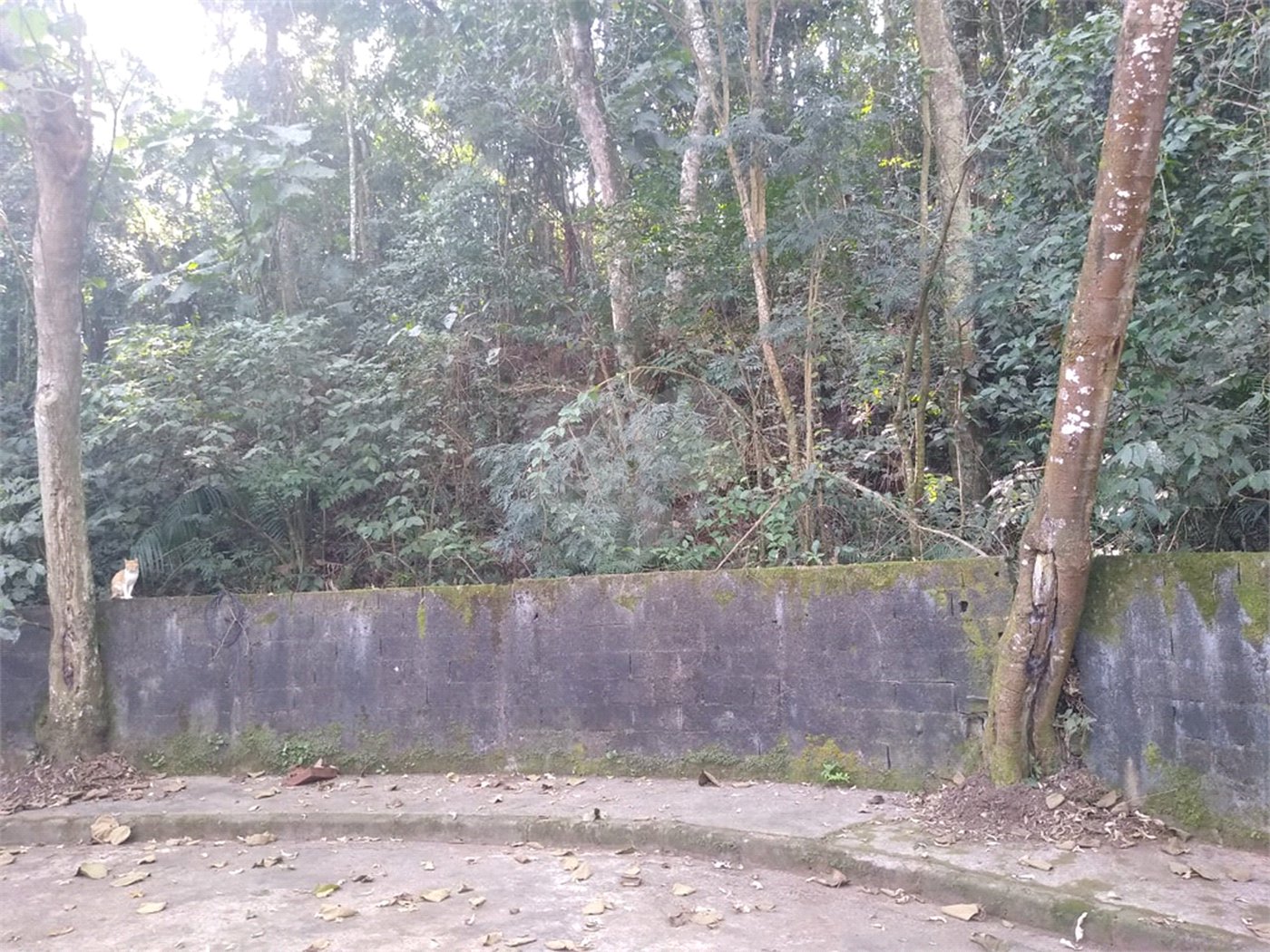 Terreno à venda em Tucuruvi, São Paulo, SP
