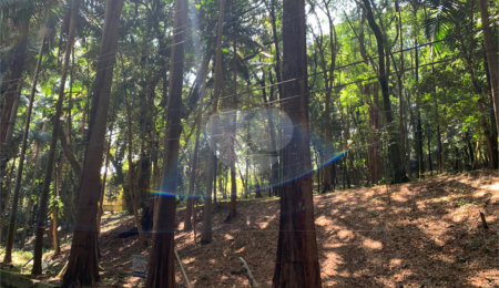Terreno à venda no condomínio Chácara Flora, São Paulo - SP