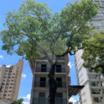 Apartamento à venda com 2 quartos, sendo 1 suíte, em Água Fria, São Paulo, SP