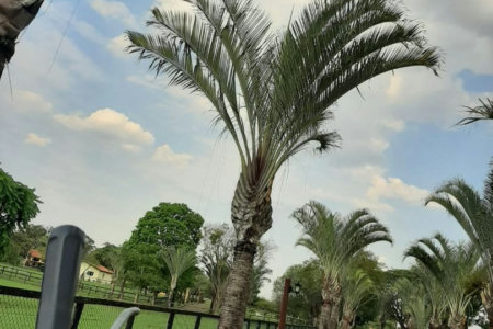 Rancho com 12 dormitórios à venda, 63000 m² por R$ 7.500.000,00 - Condomínio Haras Paineiras - Salto/SP