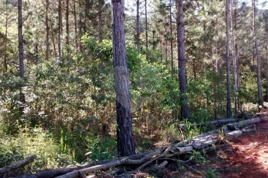 Terreno à venda em Jardim Glória, Miracatu, SP