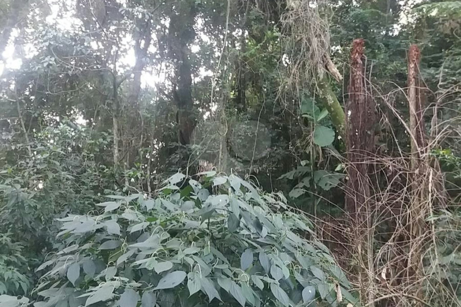 Terreno à venda em Tucuruvi, São Paulo, SP