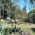 Sítio à venda com 3 quartos, sendo 1 suíte,  em Da Barra, Salto de Pirapora, SP