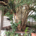 Casa à venda com 4 quartos em Tremembé, São Paulo, SP