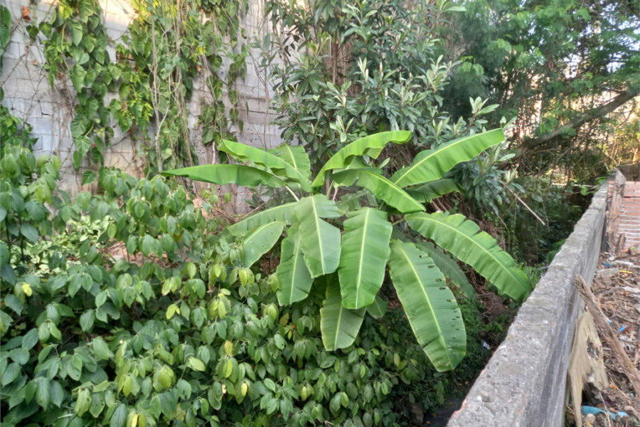 Terreno à venda em Tremembé, São Paulo, SP