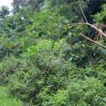 Terreno à venda no condomínio Campos de Mairiporã Gleba 1, Mairiporã - SP