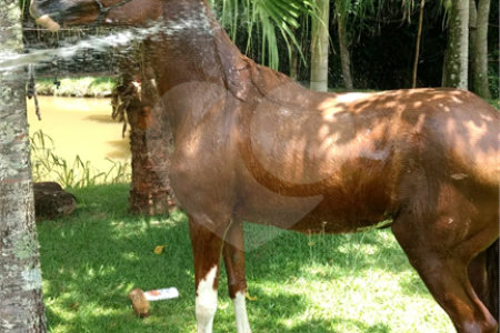 Chácara à venda com 3 quartos, sendo 1 suíte, em Área Rural de Louveira, Louveira, SP