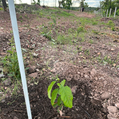 Terreno à venda em Nossa Senhora da Guia, Cuiabá, MT