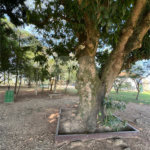Terreno à venda no condomínio Primavera, Salto - SP