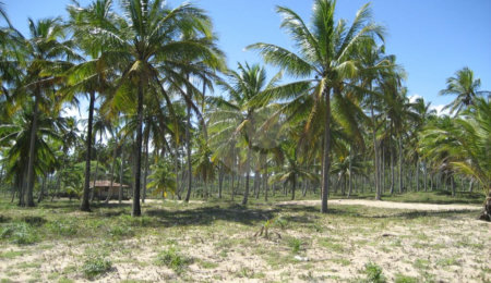 Área de Terra à venda em Mogiquiçaba, Belmonte, BA
