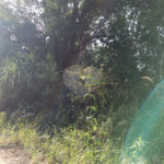 Chácara à venda com 2 quartos, sendo 1 suíte, em Caete (mailasqui), São Roque, SP
