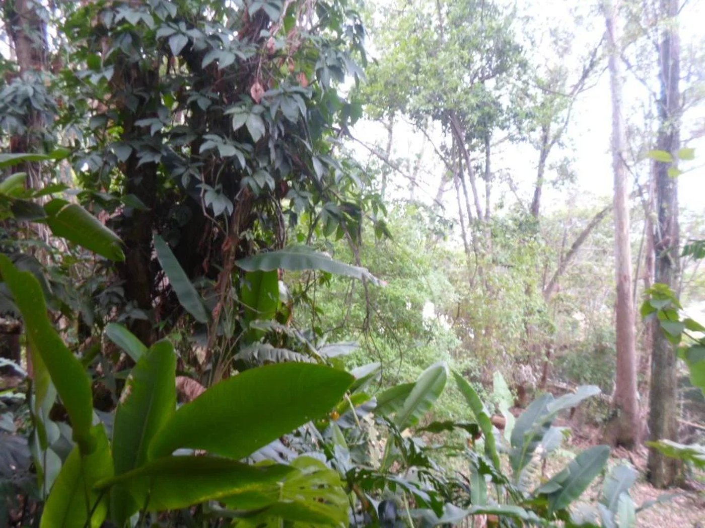 Sobrado à venda com 5 quartos, sendo 3 suítes,  em Fazenda Morumbi, São Paulo, SP