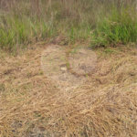 Terreno à venda em Conjunto Residencial Santo Ângelo, Mogi das Cruzes, SP