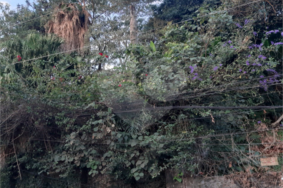 Terreno à venda em Vila Gustavo, São Paulo, SP