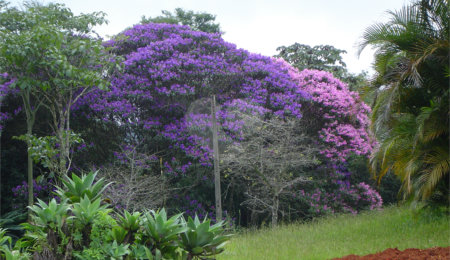 Chácara à venda com 5 quartos em Volta Grande (são João Novo), São Roque, SP