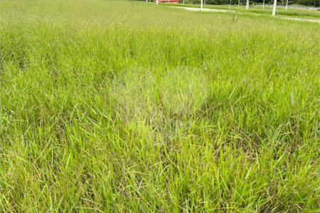 Terreno com 400M² (12x36,5m) no Real Park na Vila Oliveira - Mogi das Cruzes/SP