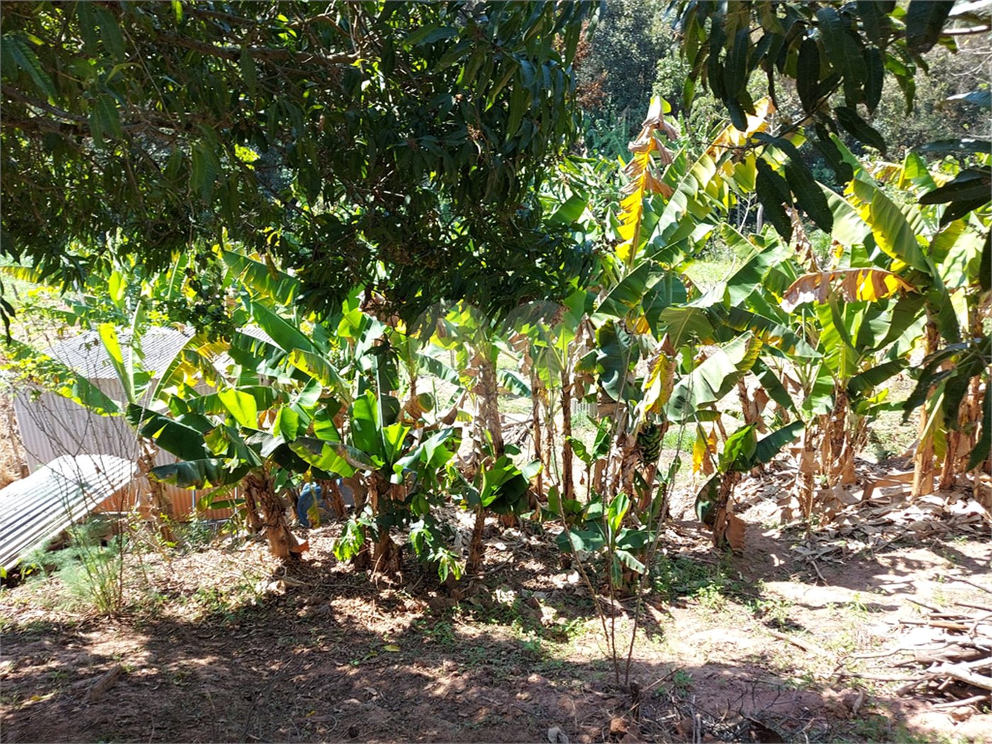Chácara à venda com 4 quartos em Área Rural de Louveira, Louveira, SP