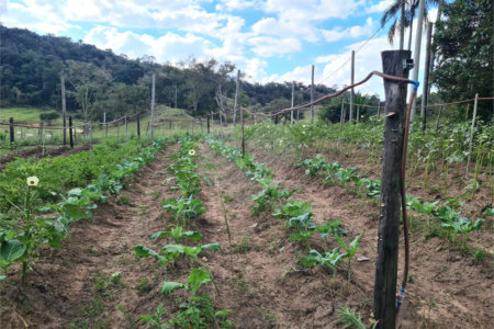VENDA SÍTIO 48 hectares com estruura para granja, hidroponia e gado