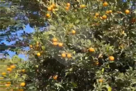 Chácara à venda com 3 quartos, sendo 1 suíte,  em Loteamento Jardim Nova Ibiúna, Ibiúna, SP