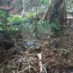 Terreno à venda com 1 quarto em Chora Menino, São Paulo, SP