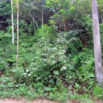 Terreno à venda no condomínio Sausalito, Mairiporã - SP