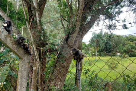 Chácara à venda em Sorocamirim (canguera), São Roque, SP