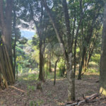 Casa à venda com 1 quarto em Chácaras Boa Esperança (guaxatuba), Cabreúva, SP