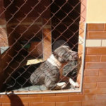 Sobrado à venda com 5 suítes em Juqueri Mirim, Mairiporã, SP
