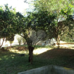 Chácara à venda com 5 quartos em Horto Florestal, São Paulo, SP