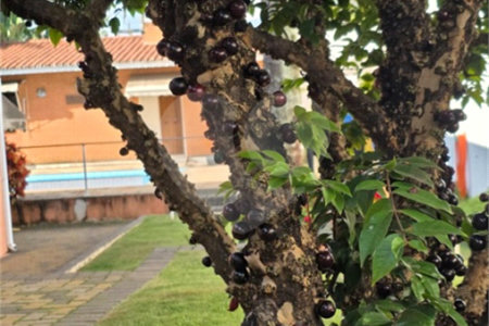 Casa à venda com 3 quartos, sendo 1 suíte, no condomínio Estância Marambaia, Vinhedo - SP