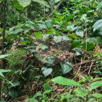 Terreno à venda em Caraguatá, Mairiporã, SP