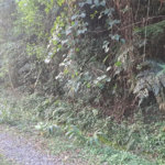 Terreno à venda no condomínio Associação Reserva das Hortênsias, Mairiporã - SP