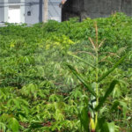 Terreno à venda em Jardim do Lago, Atibaia, SP