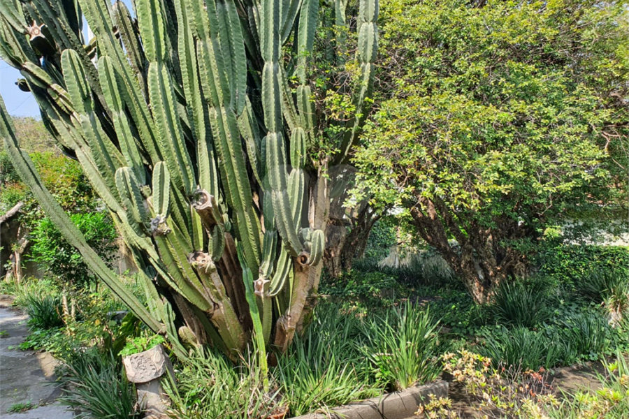 Casa Térrea à venda em Tucuruvi, São Paulo, SP