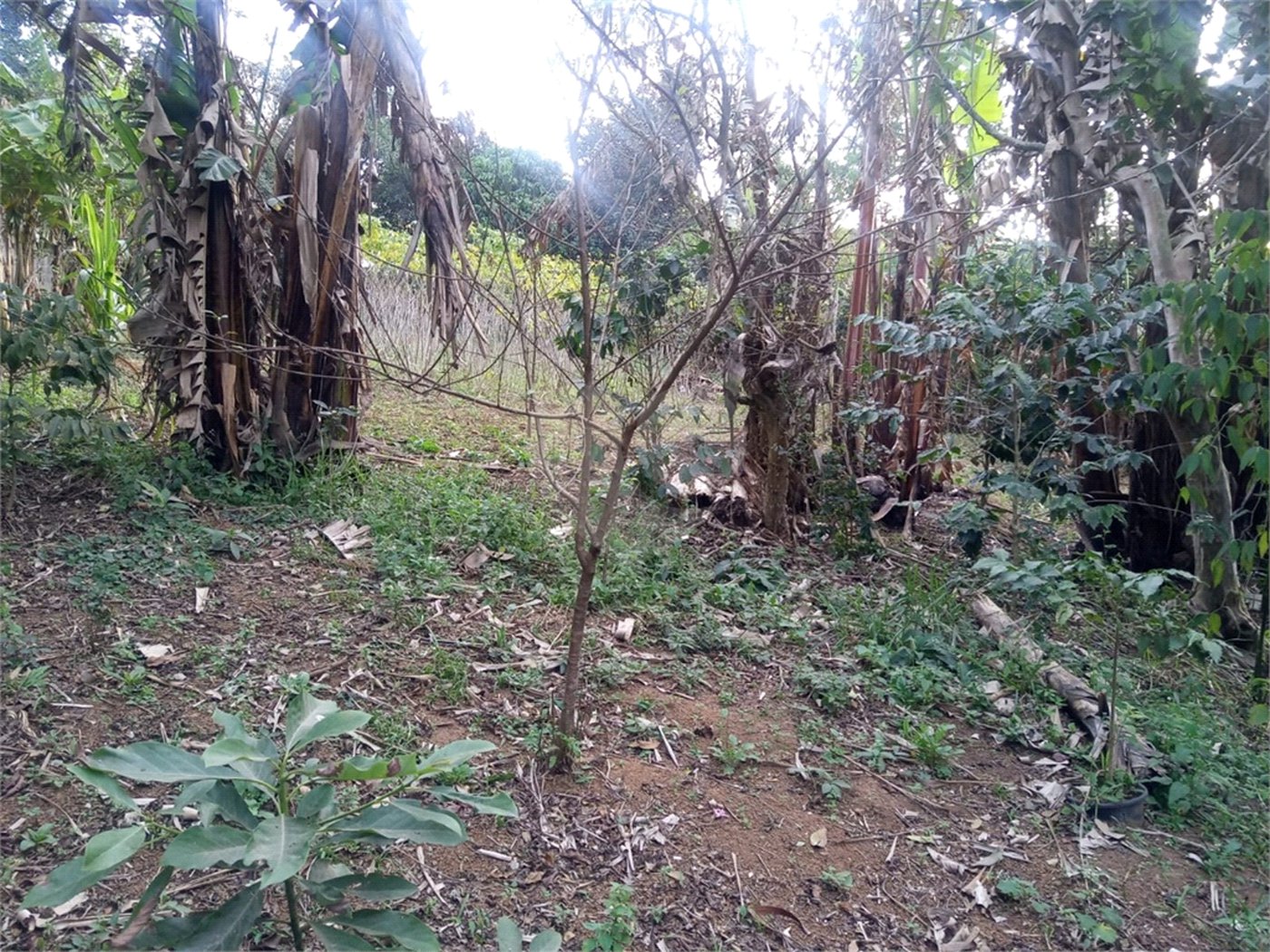 Terreno à venda ou para alugar no condomínio São Marcos, São Paulo - SP