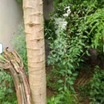 Terreno à venda com 3 quartos em Tucuruvi, São Paulo, SP
