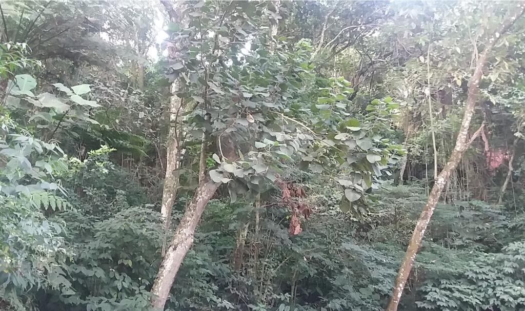 Terreno à venda em Tucuruvi, São Paulo, SP